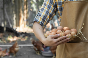 Российские птицеводы не поддержали дополнительные меры по импорту яиц